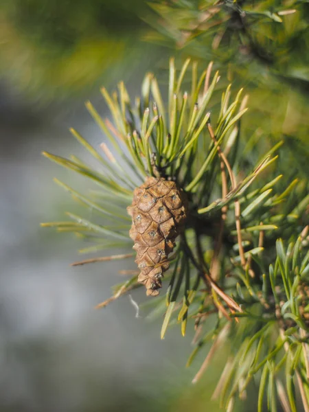 Takje van dennen in het bos — Stockfoto