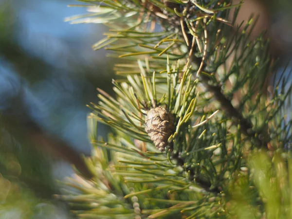 Гілочка сосни в лісі — стокове фото