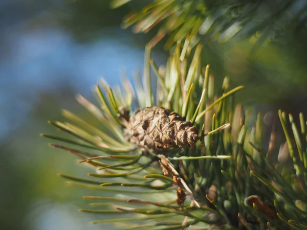 Takje van dennen in het bos — Stockfoto