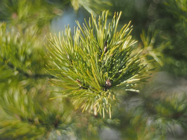 Sprig of pine in the forest — Stock Photo, Image