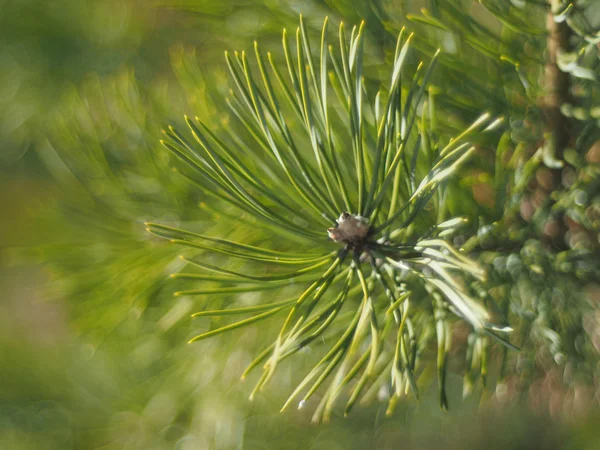 Sprig of pine in the forest — Stock Photo, Image