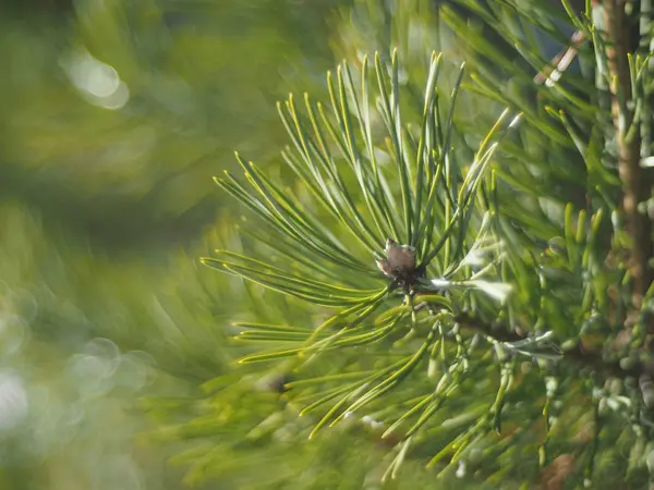 Kvist av tall i skogen — Stockfoto