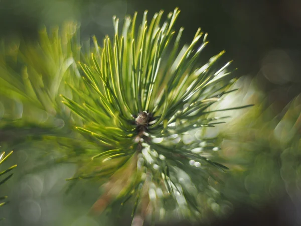 Kvist av tall i skogen — Stockfoto