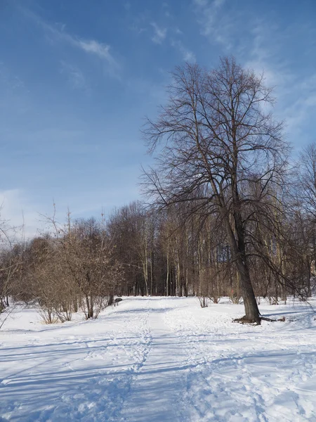 Vinterparken — Stockfoto