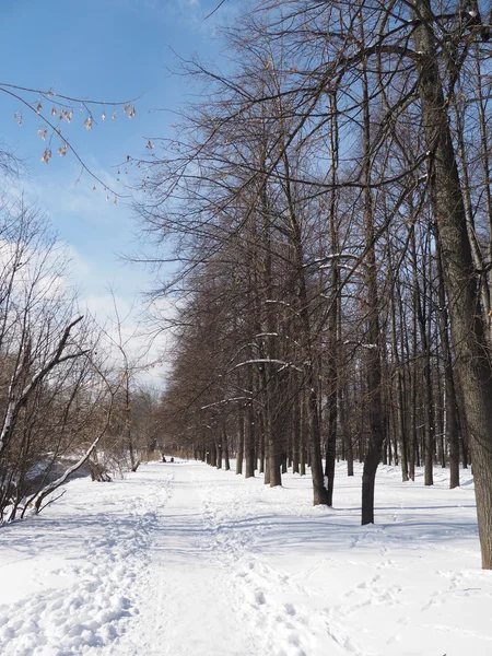 Parco invernale — Foto Stock