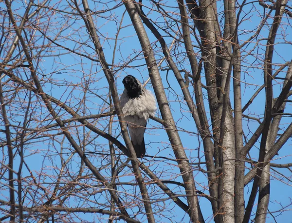 Vrána ptáček na stromě — Stock fotografie