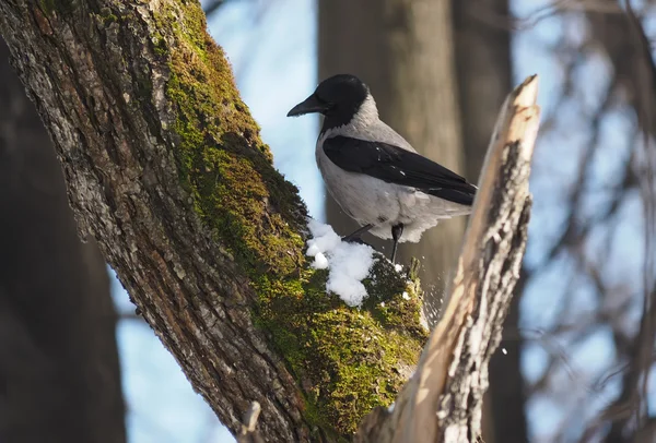 Oiseau corbeau sur un arbre — Photo
