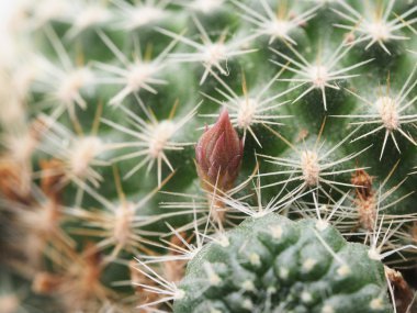 Beyaz arka planda kaktüs