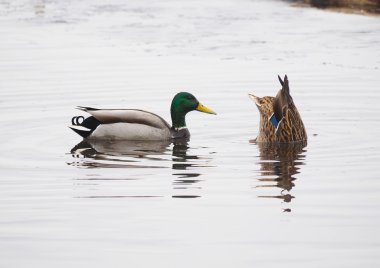 ducks swim upside down clipart