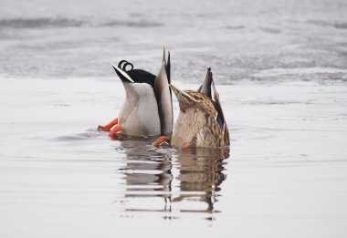 ducks swim upside down clipart