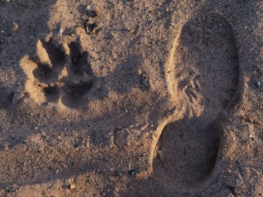 köpek pençeleri iz ve kuma Ayakkabı