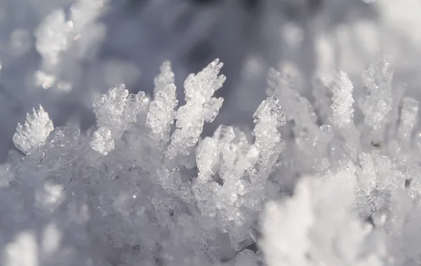 Ledové krystalky — Stock fotografie