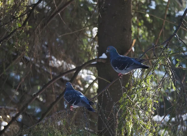 Tauben auf Tannenzweigen im Wald — Stockfoto