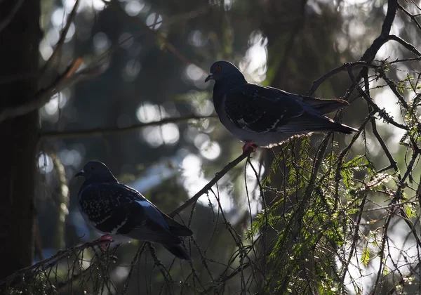 Pombos em ramo de abeto na floresta — Fotografia de Stock