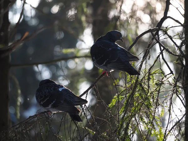 Güvercinler ormandaki çam dalı — Stok fotoğraf