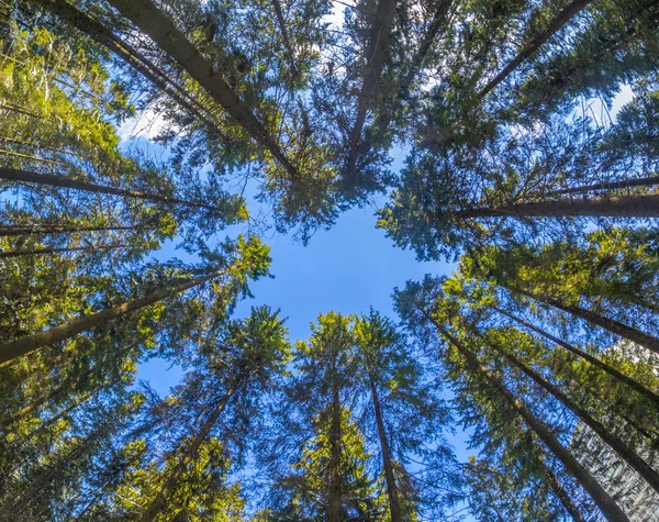 Koruny stromů — Stock fotografie