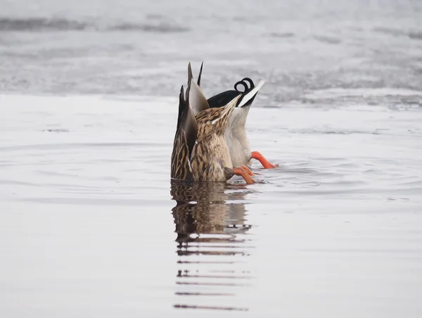 Patos nadan boca abajo — Foto de Stock