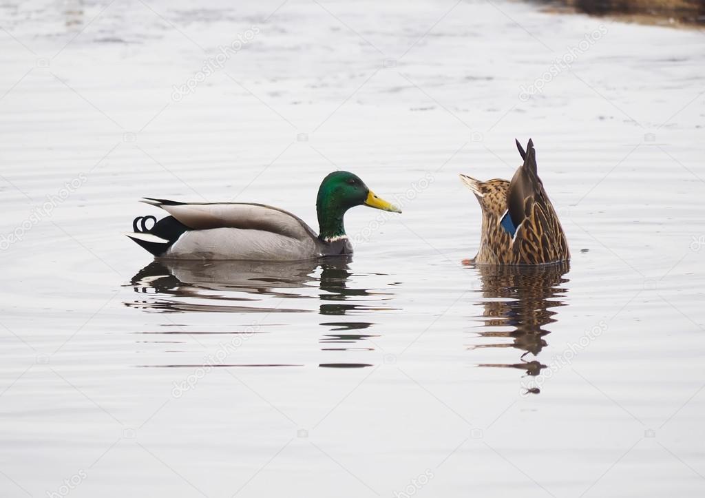 ducks swim upside down — Stock Photo © Enskanto 43369713