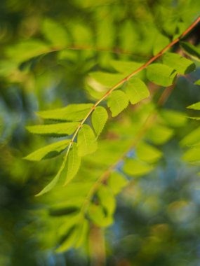 Rowan yaprakları