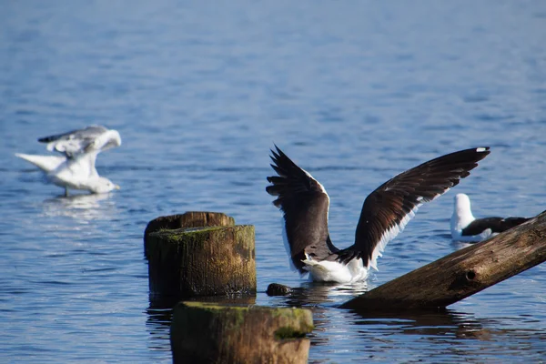 Черноголовые чайки на старых сваях в озере — стоковое фото