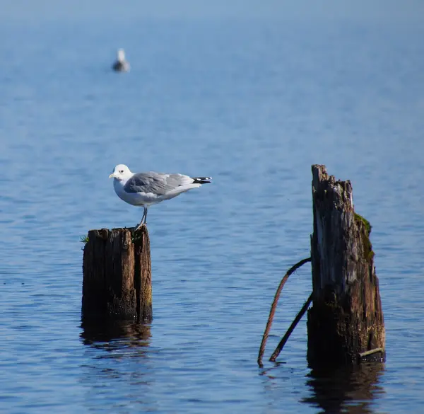 Gaivotas de cabeça preta em pilhas velhas no lago — Fotografia de Stock