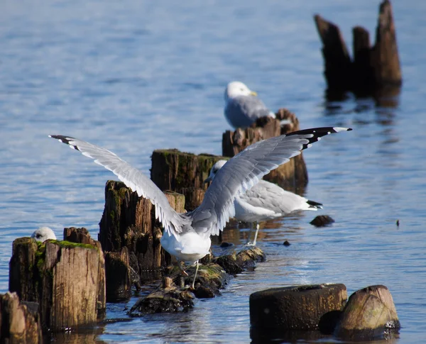 Gaivotas de cabeça preta em pilhas velhas no lago — Fotografia de Stock