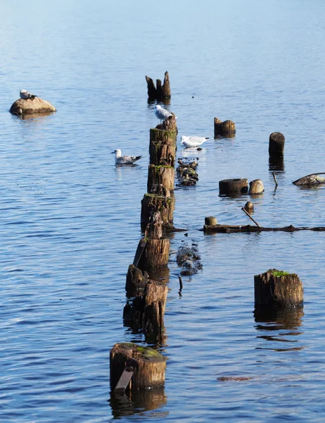 Old pile on the lake — Stock Photo, Image