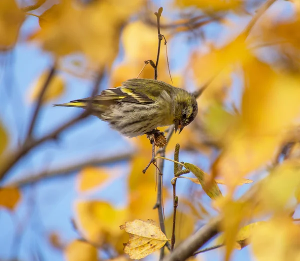 Zeisig auf dem Baum — Stockfoto