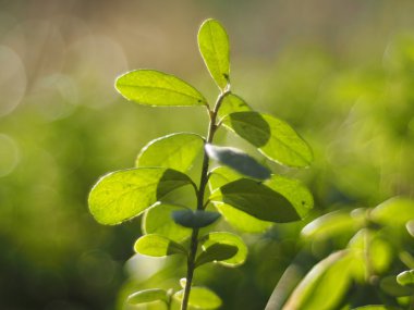 Ormandaki kızılcıklar
