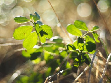 Ormandaki kızılcıklar