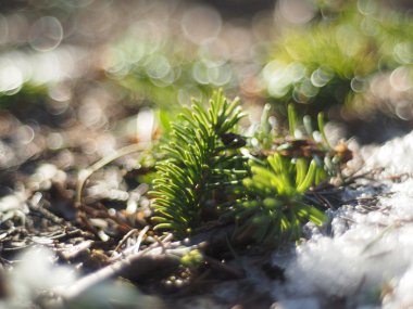 kürk-ağaç dalı ormandaki 