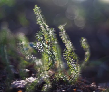 lycopodium yosun