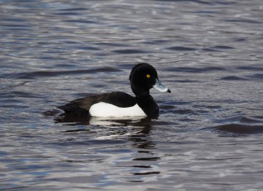 Ördek tüyü, Aythya fuligula