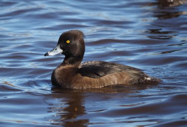 Ördek tüyü, Aythya fuligula