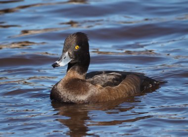 Ördek tüyü, Aythya fuligula