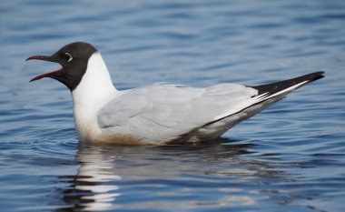 Göl üzerinde martı