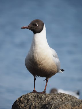 Göl üzerinde martı