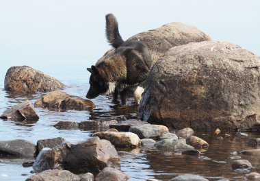 Köpek suyla koşar.