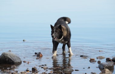 Köpek suyla koşar.