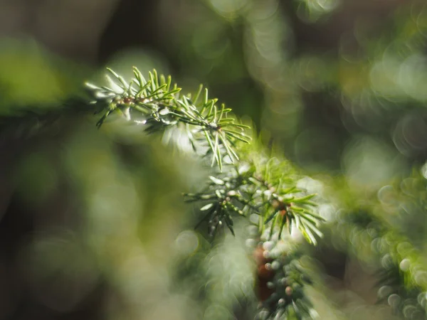 Spruce twig — Stock Photo, Image