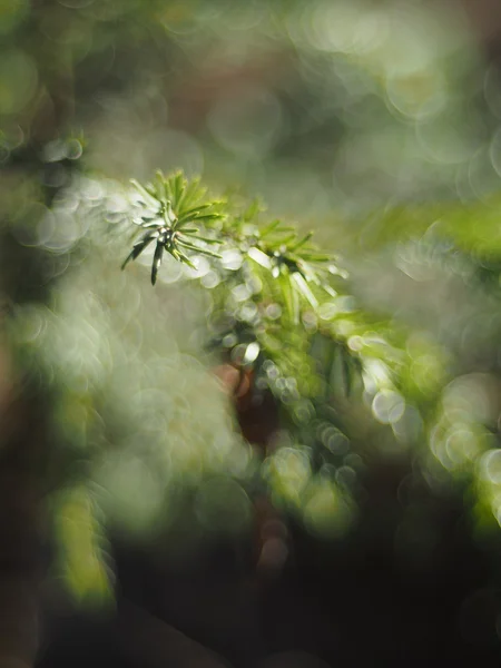 Spruce twig — Stockfoto