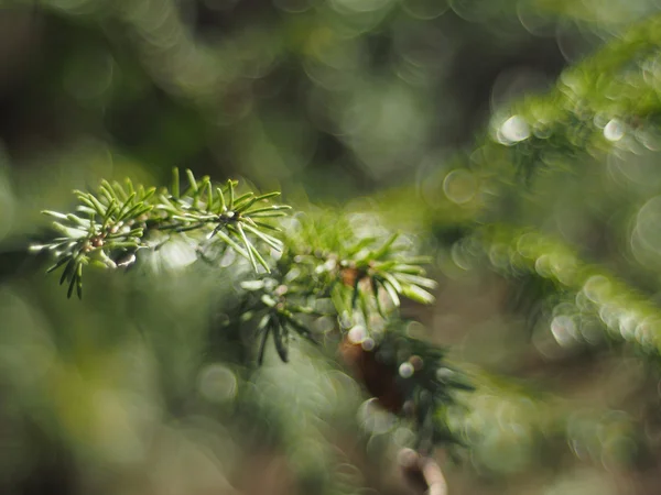 Spruce twig — Stock Photo, Image