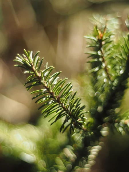 Spruce twig — Stock Photo, Image