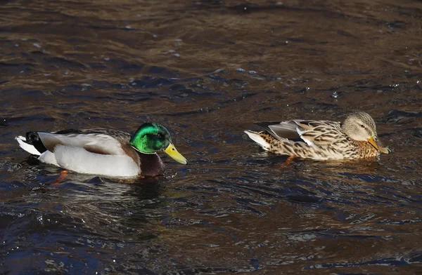 Duck on the lake — Stock Photo, Image