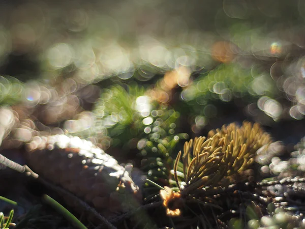 Spruce twig — Stockfoto