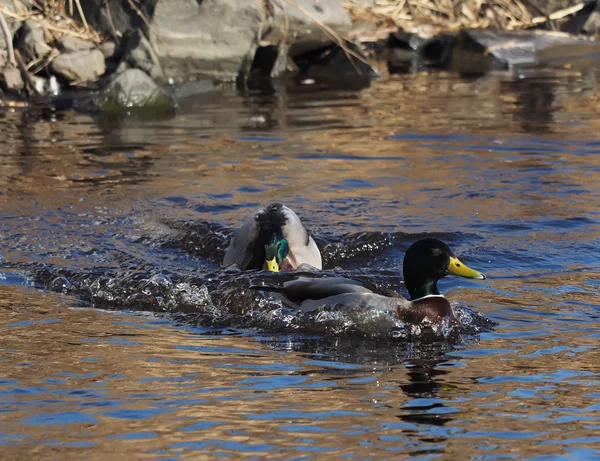 Canard sur le lac — Photo