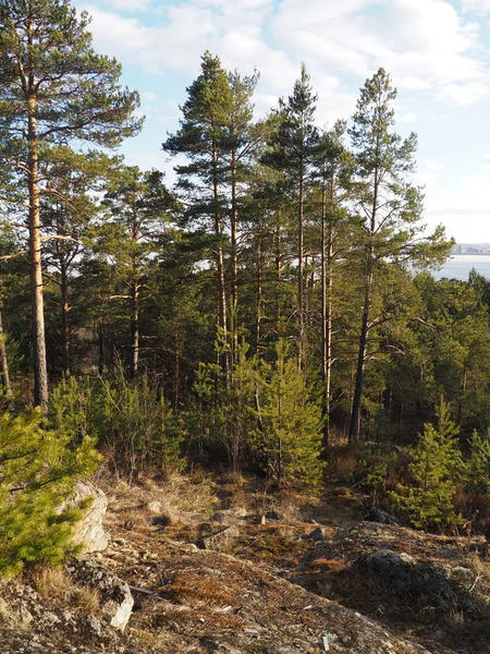 Kiefernwald — Stockfoto