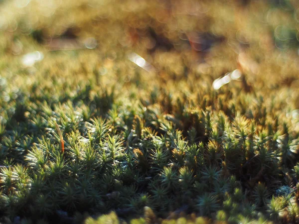 Haircap i skogen — Stockfoto