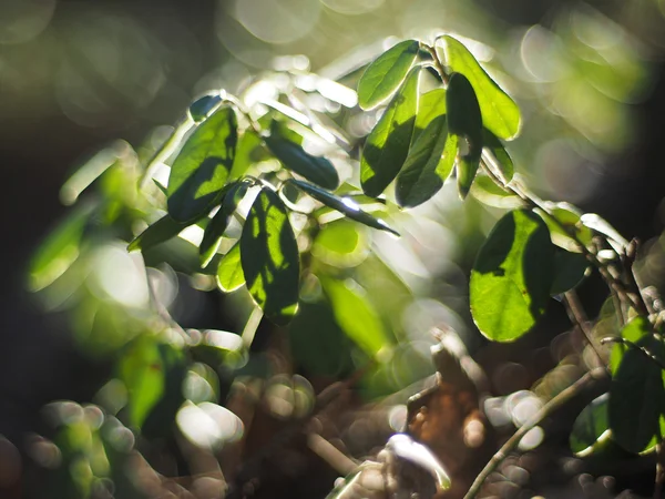 Mirtilli rossi nella foresta — Foto Stock