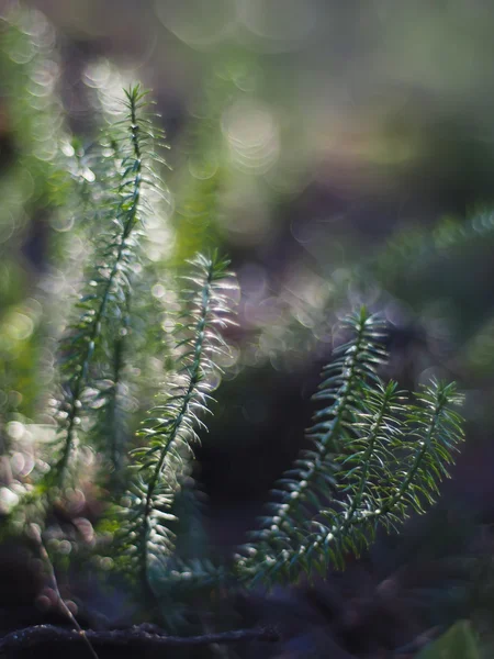 Lycopodium moss — Stockfoto